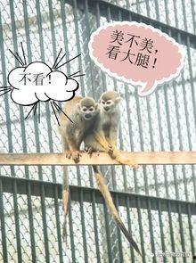 今日动物爆料新闻,今日动物爆料新闻聚焦奇闻异事  第2张